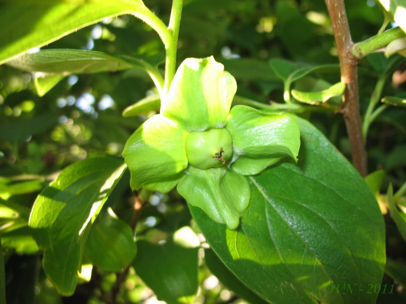 Изображение особи Diospyros kaki.