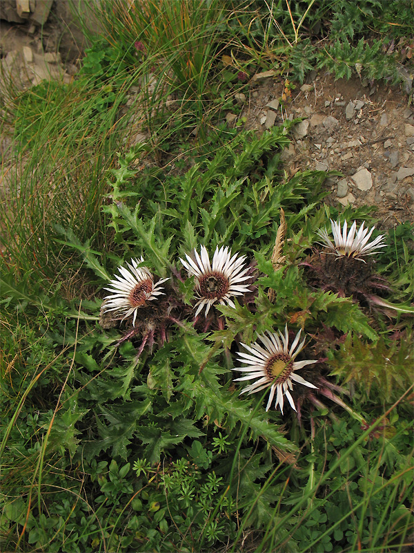 Image of Carlina acaulis specimen.