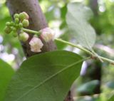 View full-size image Symphoricarpos albus variety laevigatus