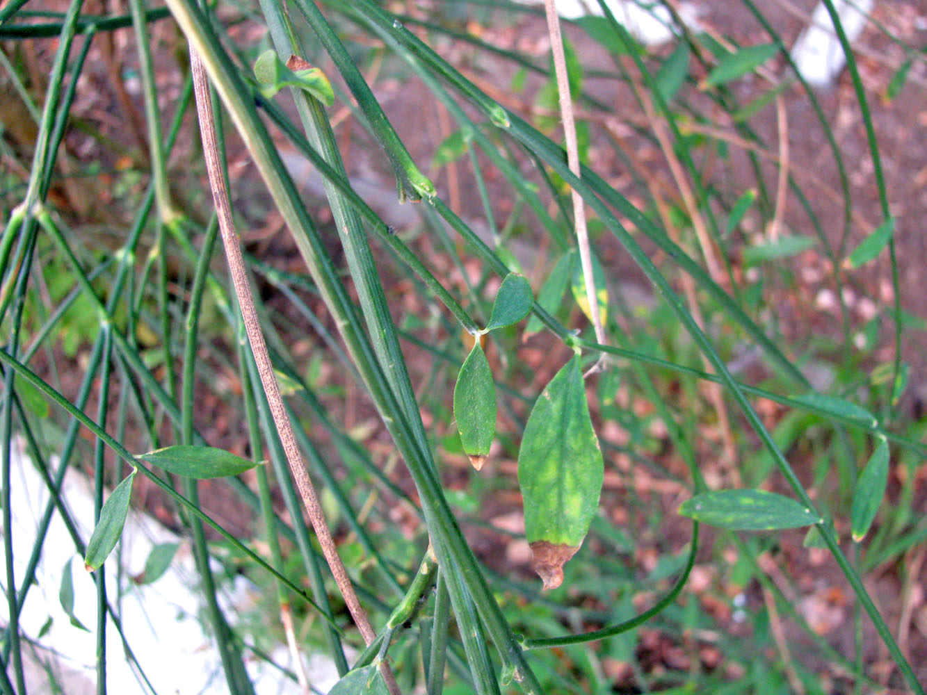 Image of Spartium junceum specimen.