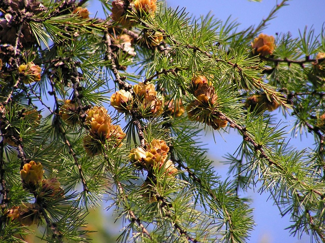 Image of Larix cajanderi specimen.