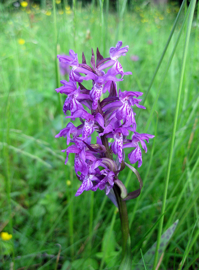 Image of Dactylorhiza majalis specimen.