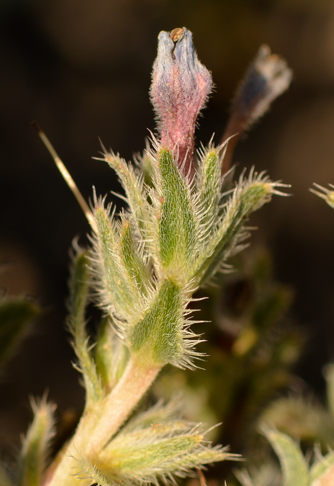 Image of Moltkiopsis ciliata specimen.