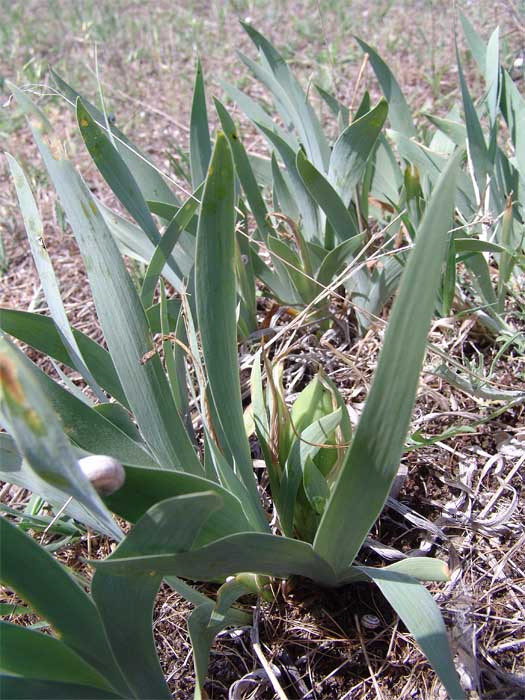 Image of Iris pumila specimen.