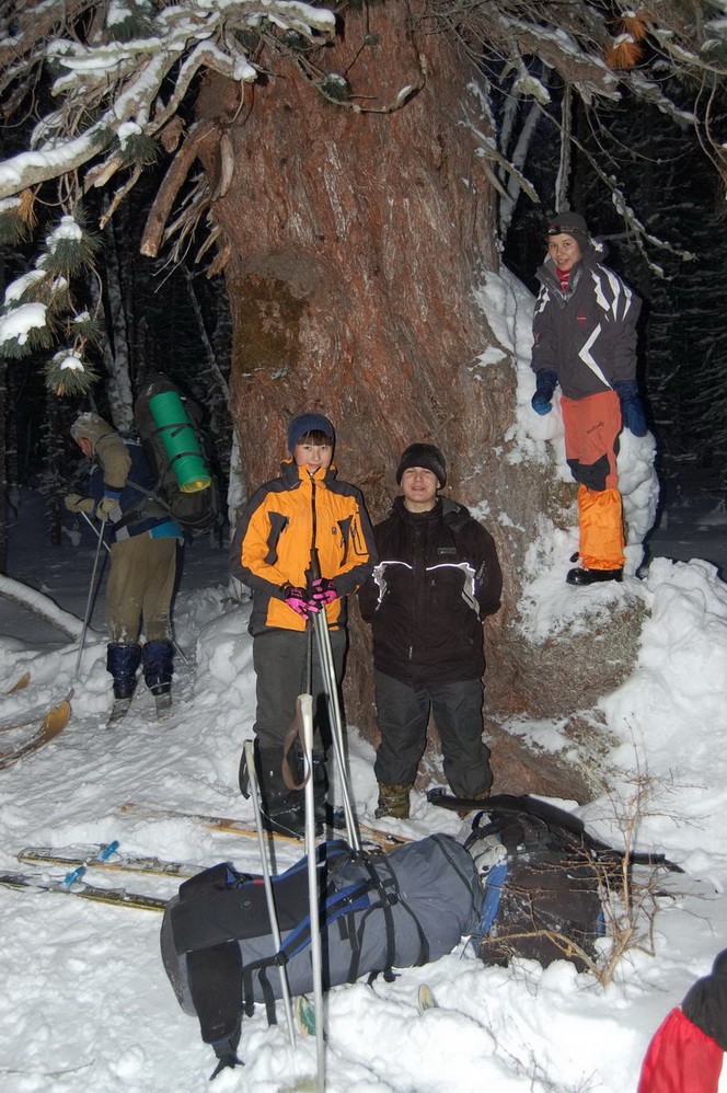 Image of Pinus sibirica specimen.