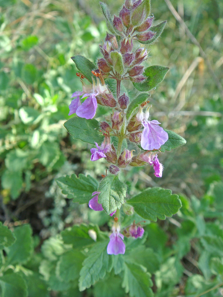 Изображение особи Teucrium chamaedrys.