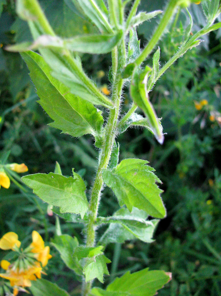 Image of Erigeron annuus specimen.