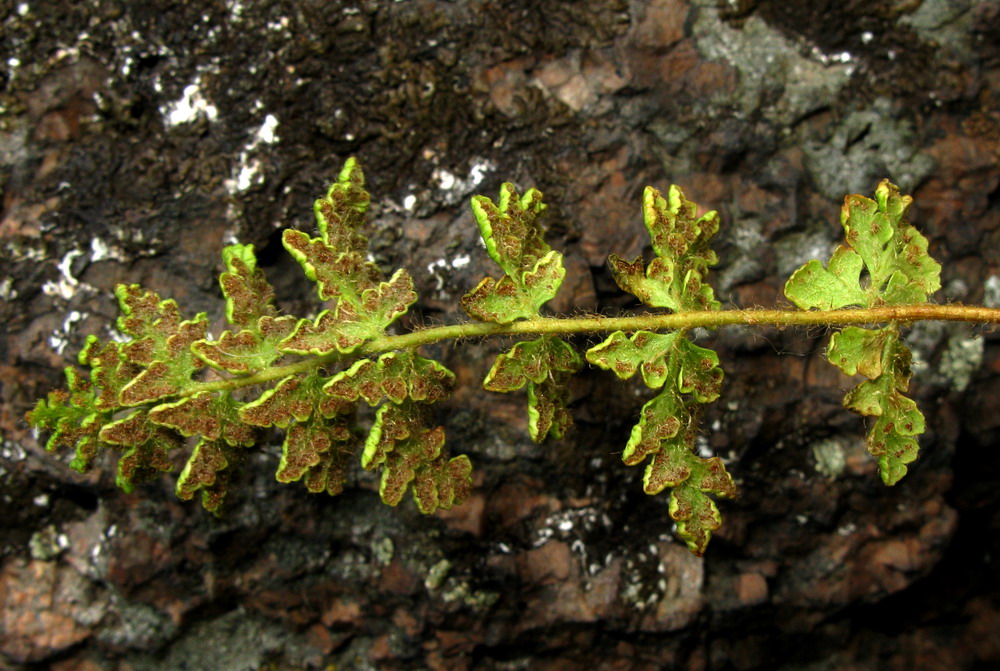 Image of Woodsia calcarea specimen.