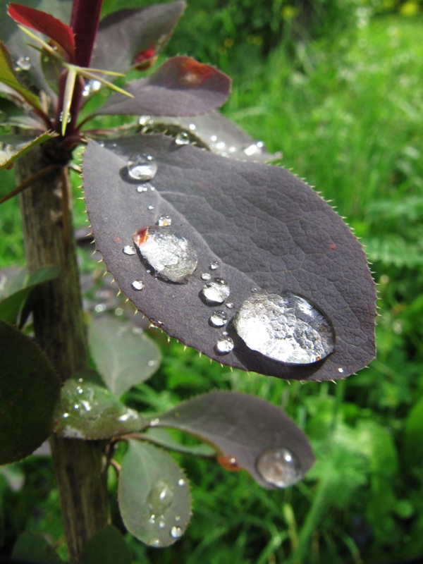 Image of Berberis vulgaris specimen.