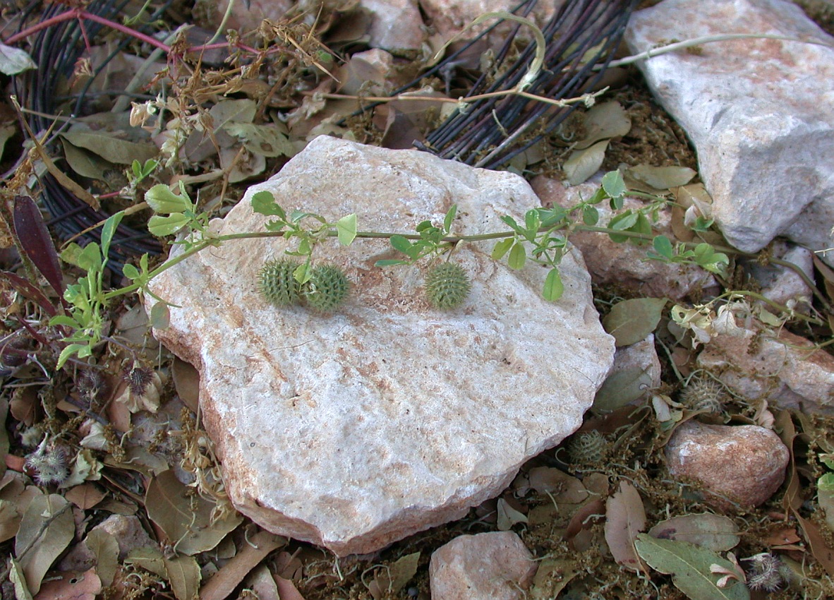 Image of Medicago intertexta ssp. ciliaris specimen.