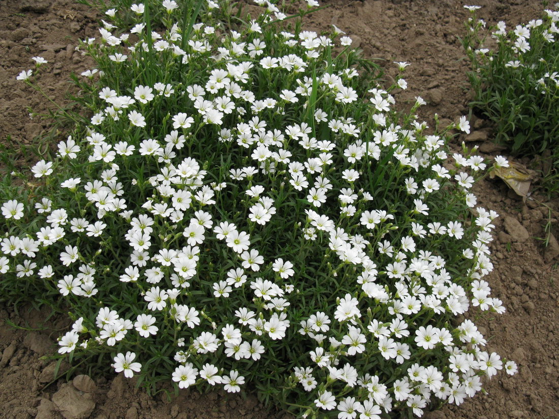 Image of genus Cerastium specimen.