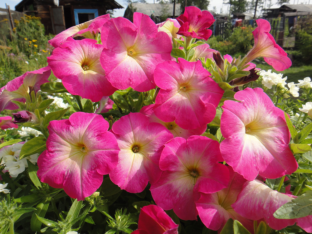 Image of Petunia &times; hybrida specimen.