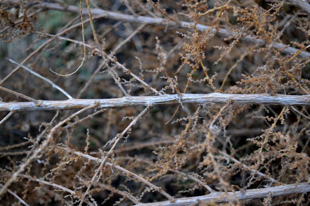 Image of Salsola dendroides specimen.