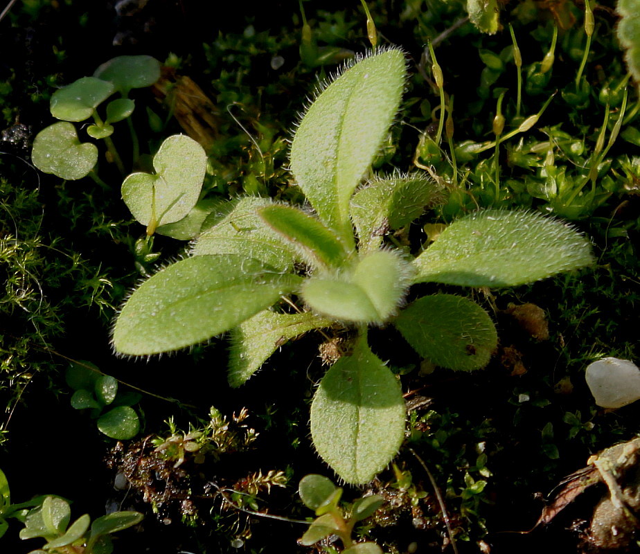 Image of Myosotis arvensis specimen.