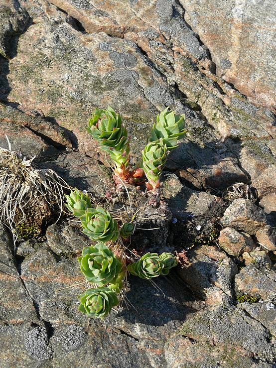 Изображение особи Rhodiola rosea.