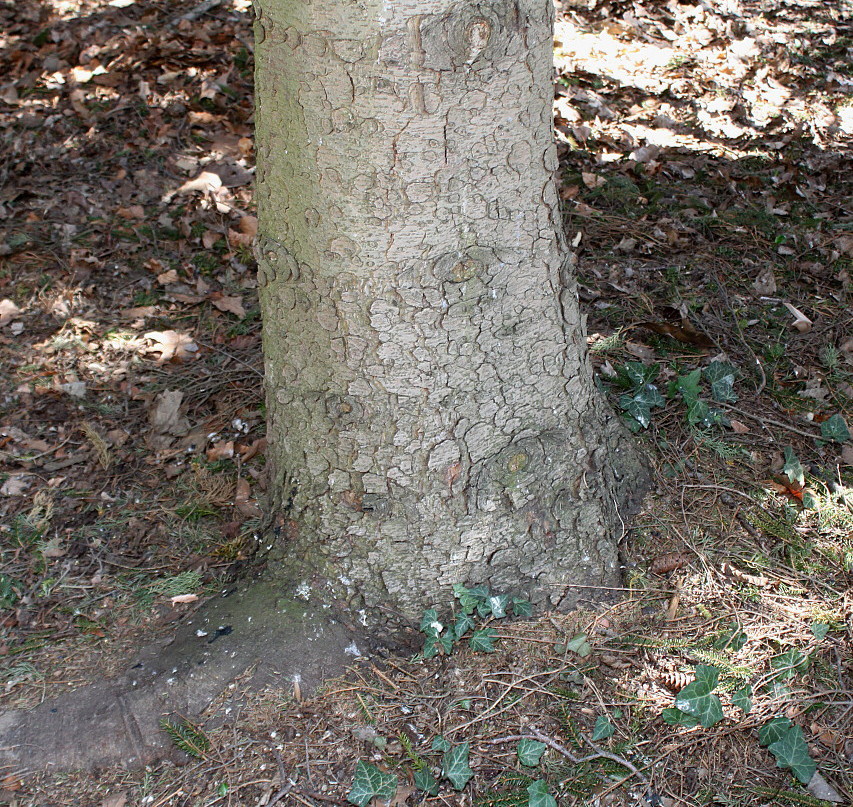 Image of Picea orientalis specimen.