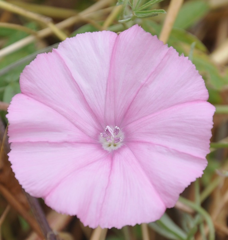 Image of Convolvulus althaeoides ssp. tenuissimus specimen.