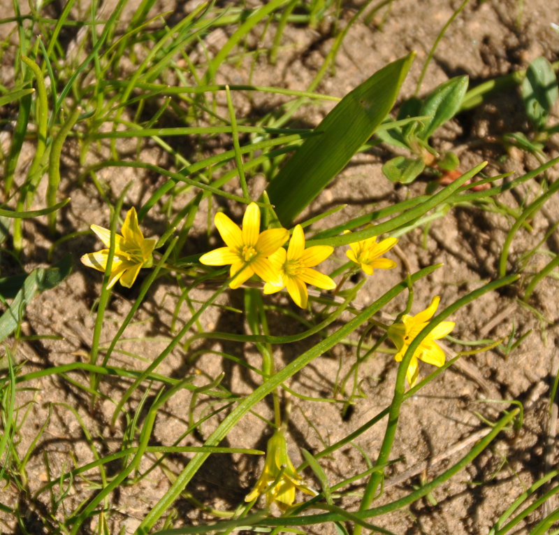 Image of genus Gagea specimen.