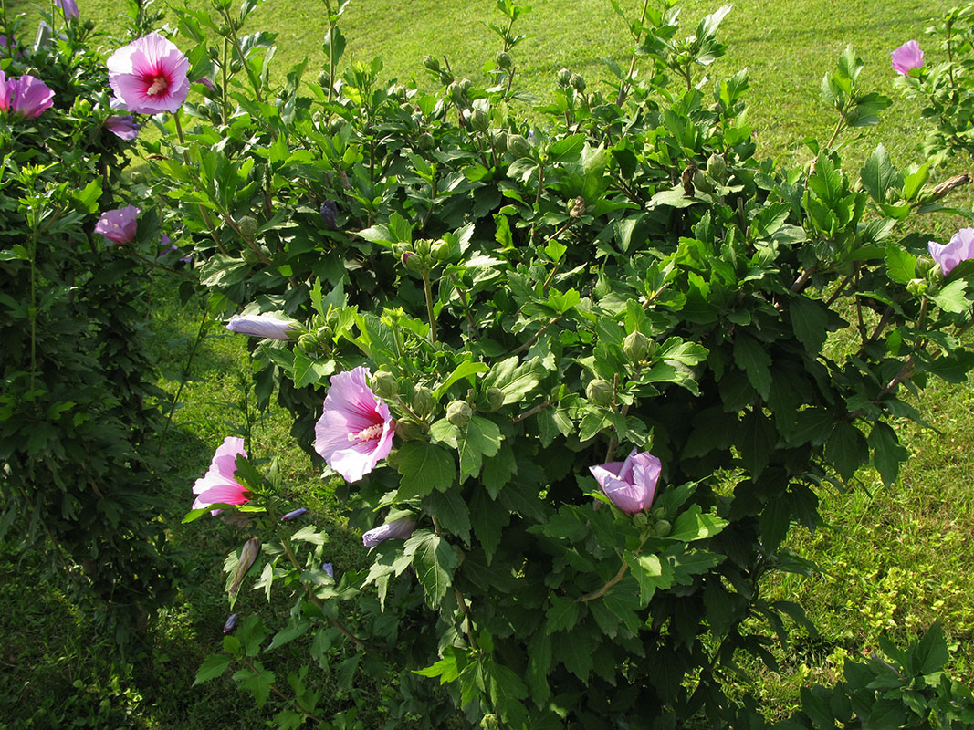 Image of Hibiscus syriacus specimen.