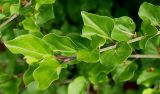 Syringa meyeri