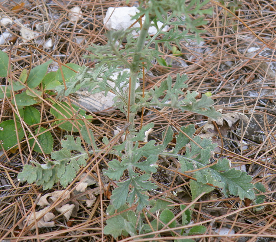 Image of Scabiosa bipinnata specimen.