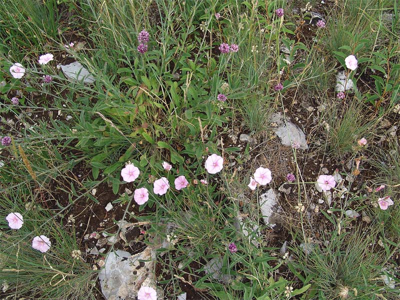 Image of Convolvulus cantabrica specimen.