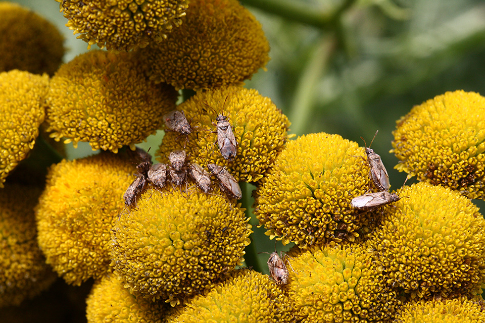 Изображение особи Tanacetum boreale.