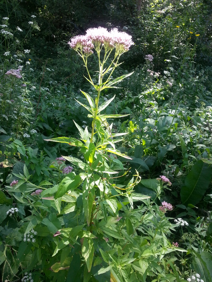 Image of Eupatorium cannabinum specimen.