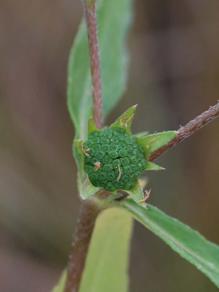 Image of Eclipta prostrata specimen.