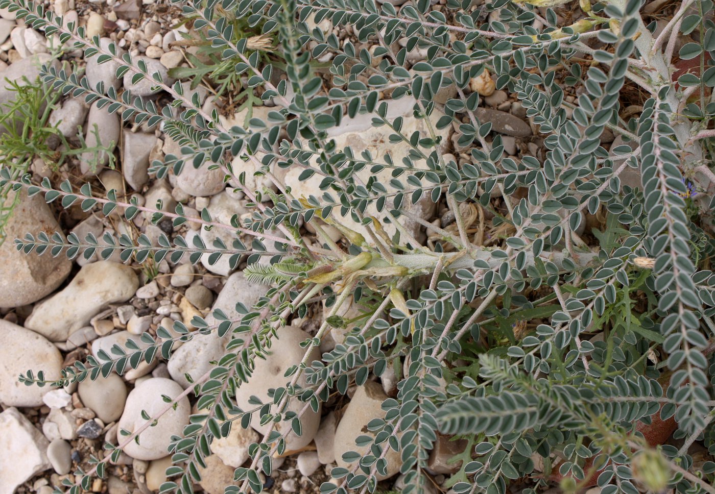 Изображение особи Astragalus sieberi.