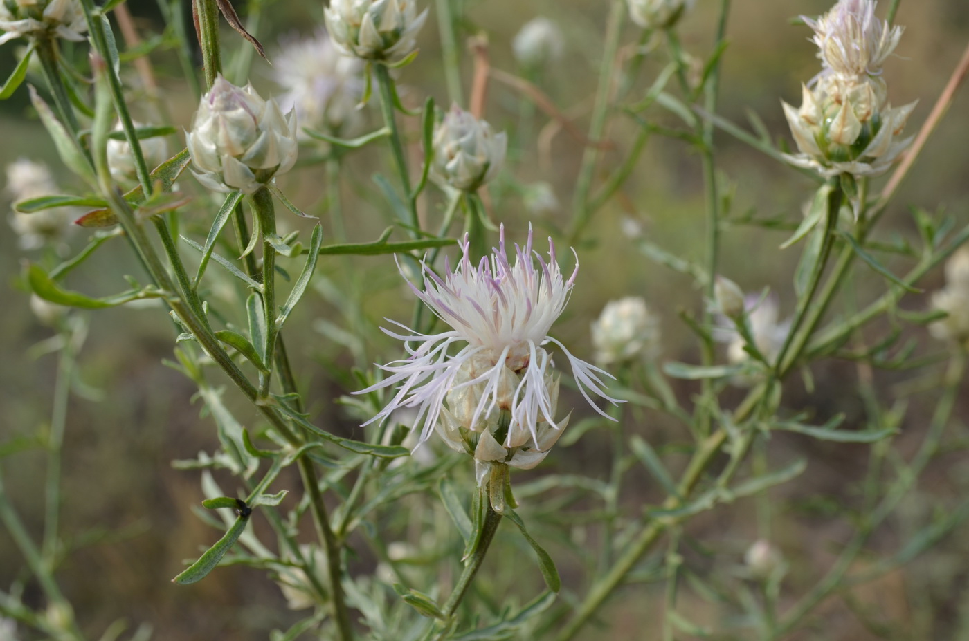 Изображение особи Centaurea konkae.