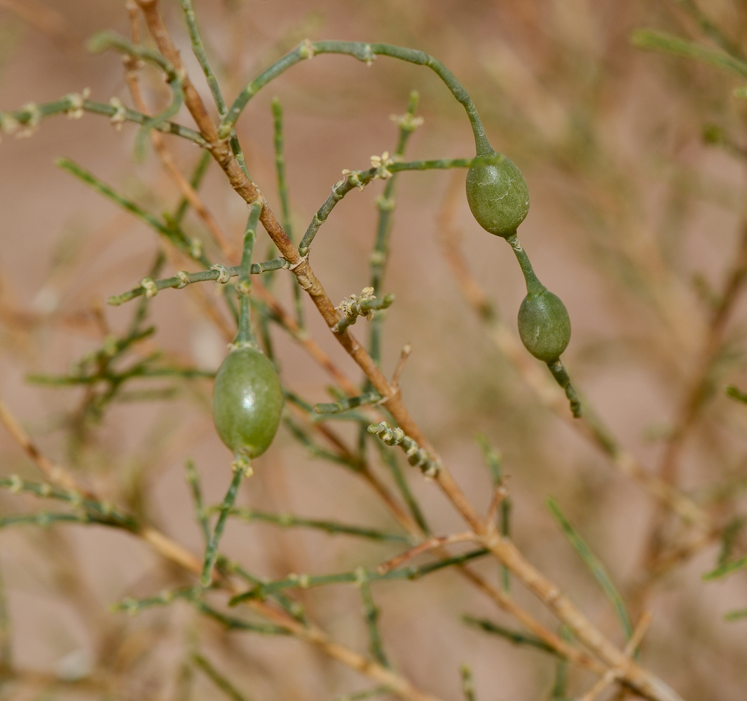 Изображение особи Haloxylon persicum.