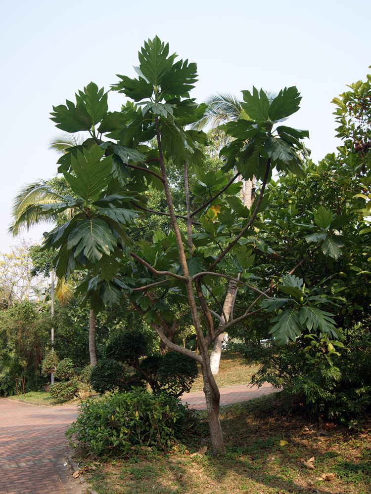 Изображение особи род Artocarpus.