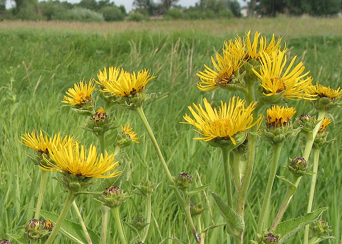 Изображение особи Inula helenium.