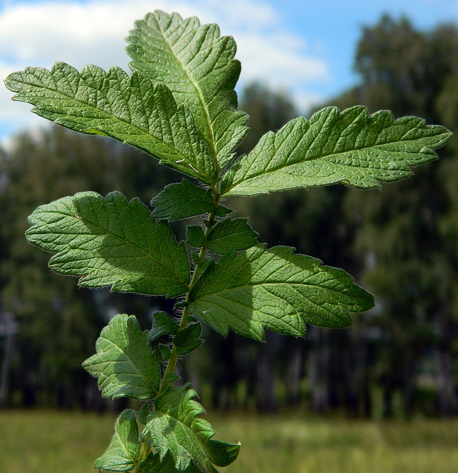 Изображение особи Agrimonia eupatoria.