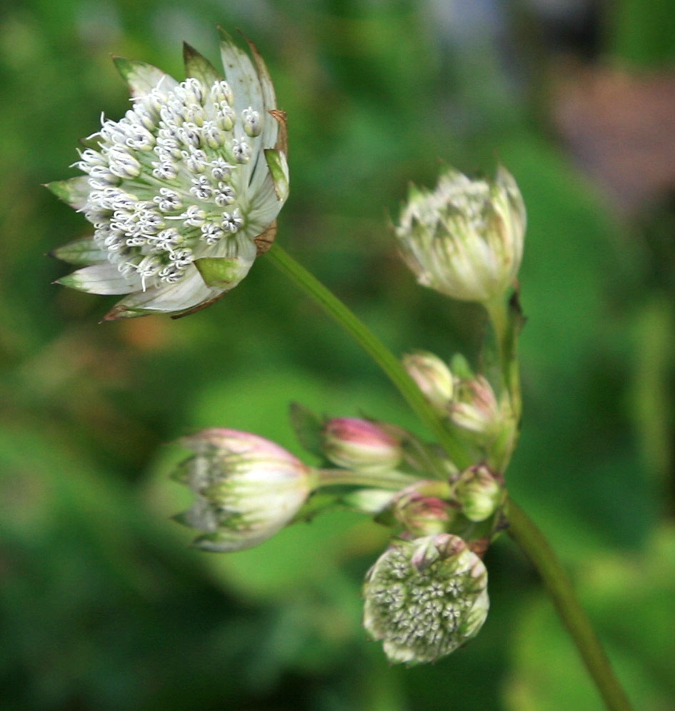 Image of Astrantia pontica specimen.