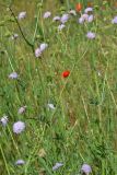 Knautia arvensis