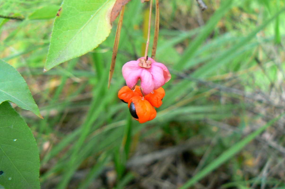 Image of Euonymus verrucosus specimen.