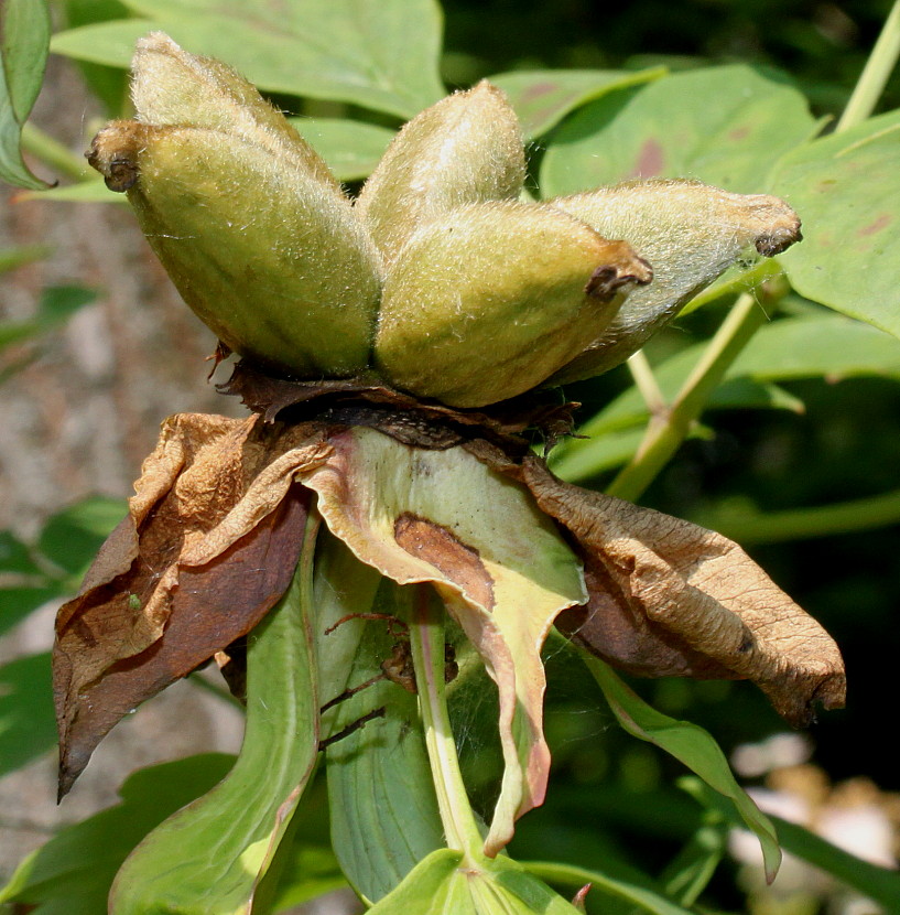 Image of Paeonia rockii specimen.