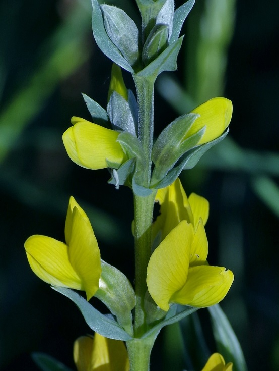 Image of Thermopsis turkestanica specimen.