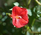 Ipomoea &times; multifida