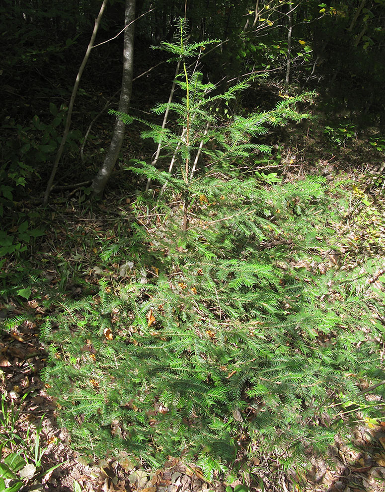 Image of Taxus baccata specimen.