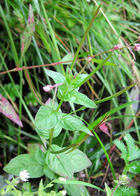 Image of Epilobium montanum specimen.