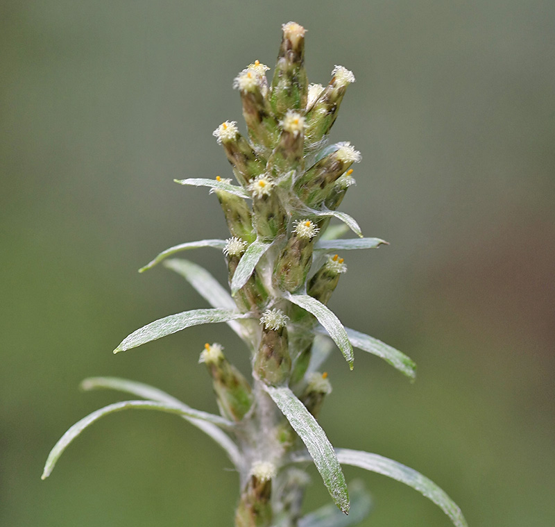 Image of Omalotheca sylvatica specimen.