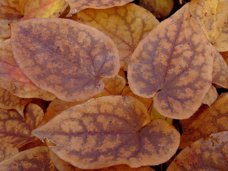 Image of Epimedium koreanum specimen.