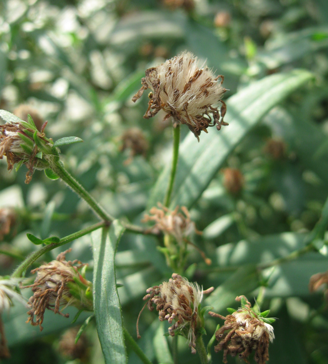 Image of Symphyotrichum novi-belgii specimen.