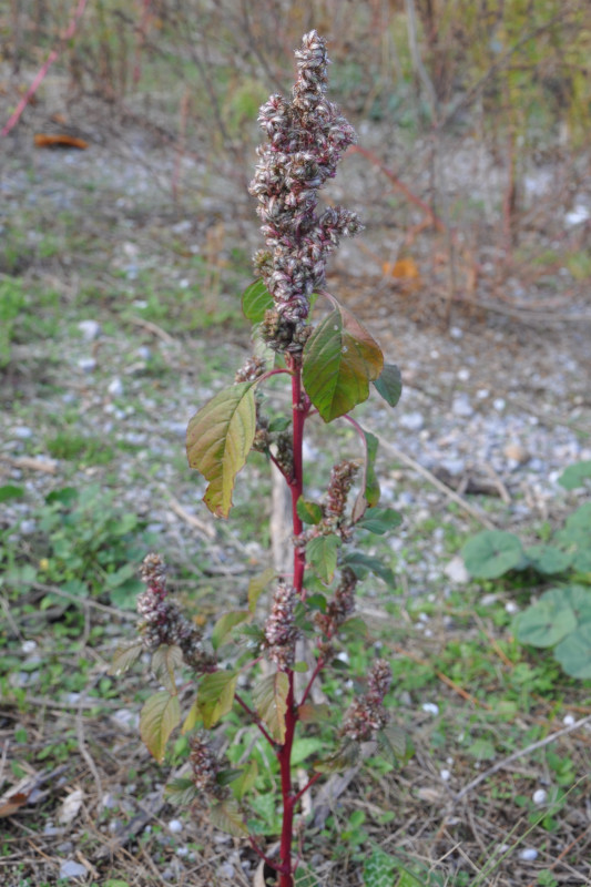 Image of Amaranthus retroflexus specimen.