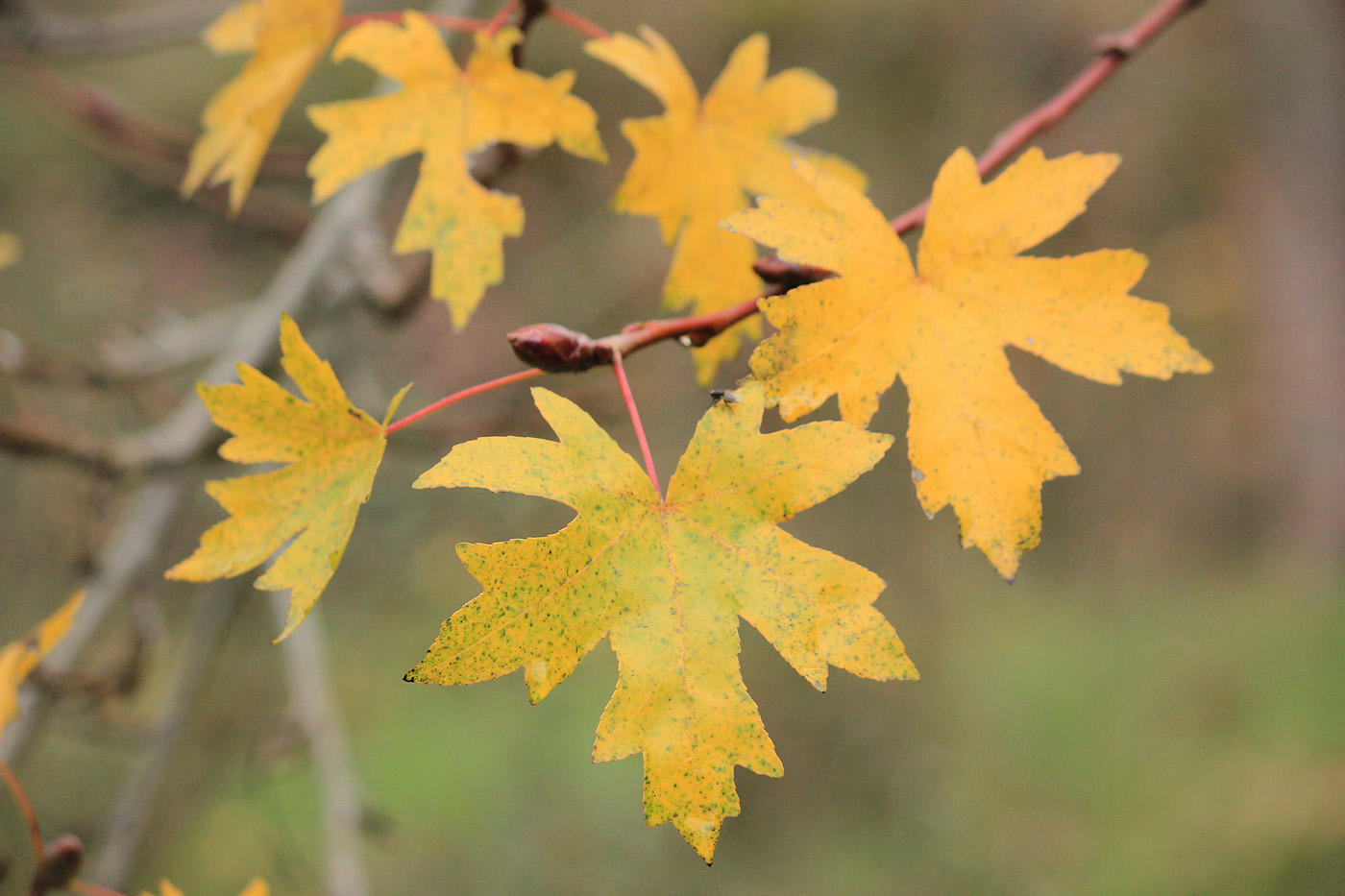 Image of Liquidambar orientalis specimen.