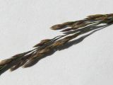 View full-size image Colpodium versicolor