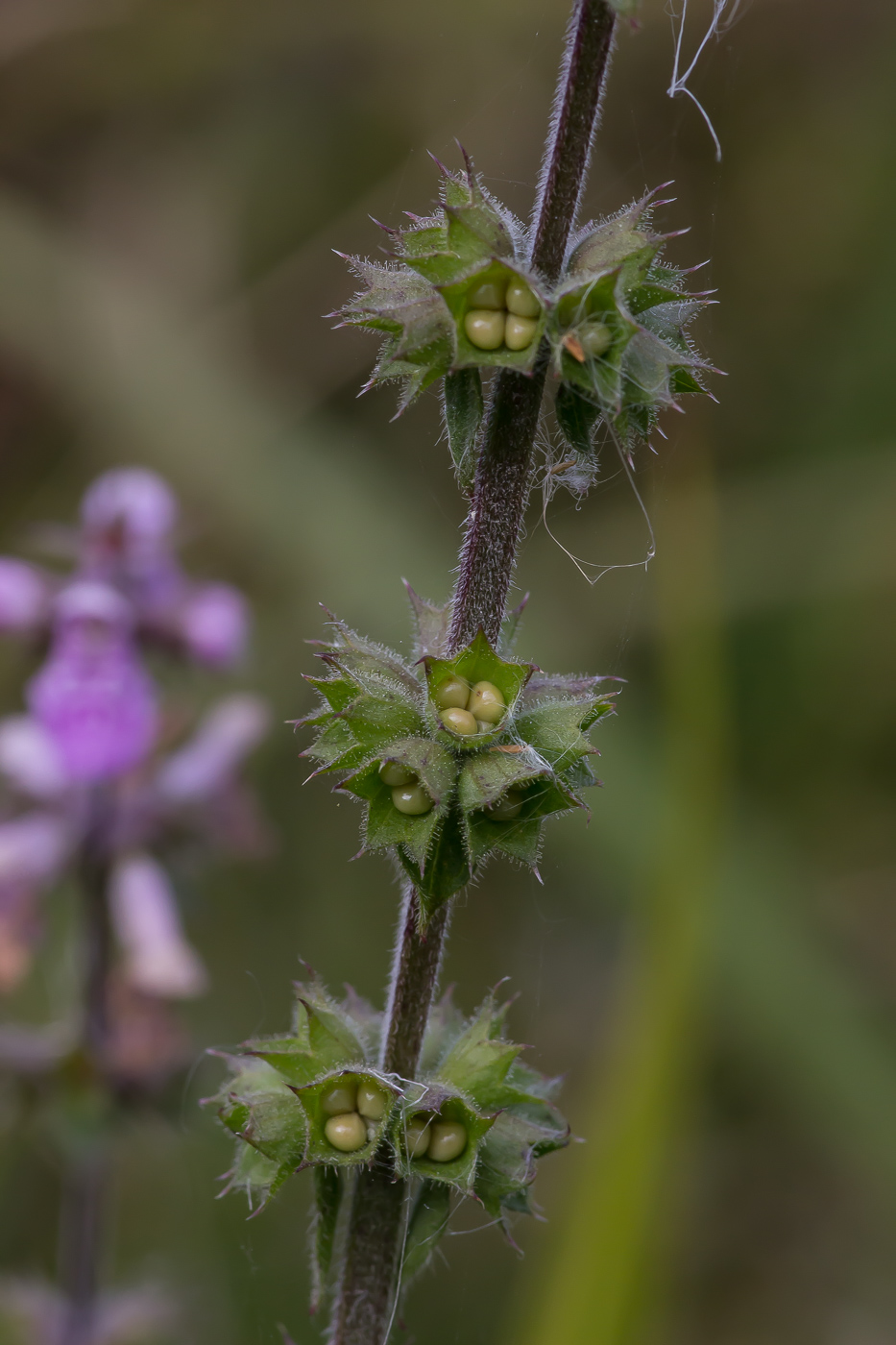 Изображение особи Stachys palustris.